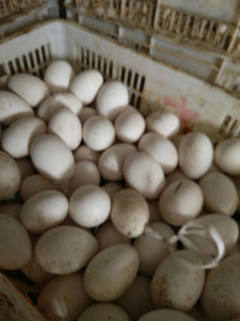 泰州白鹅鹅苗250g以下