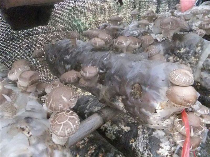 干香菇3cm以上
