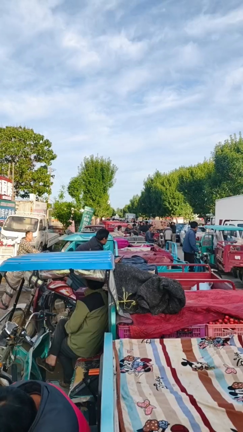 精品千禧圣女果大量上市品质保证诚信经营对接商超批发商