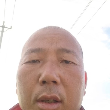 邯郸丛台精品花菜大量上市，产地直发，大量有货，欢迎订购