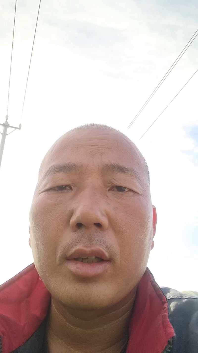 邯郸丛台精品花菜大量上市，产地直发，大量有货，欢迎订购