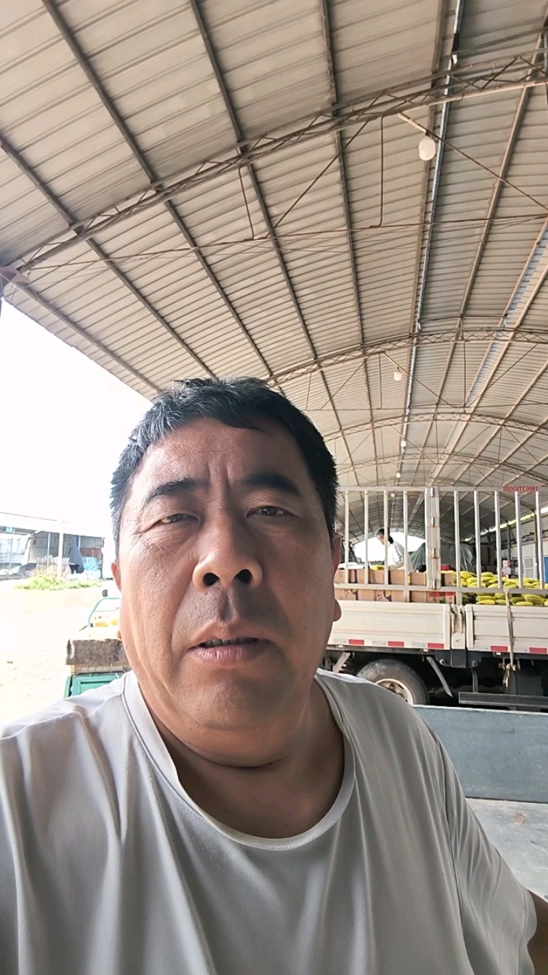 山东莘县的羊角蜜，博洋甜瓜大量上市对接全国各大批发市场