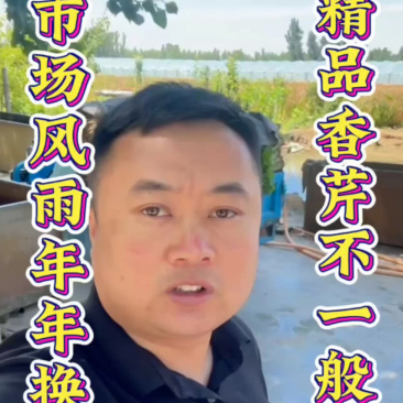 山东聊城产地精品香芹一手货源芹菜对接电商市场商超