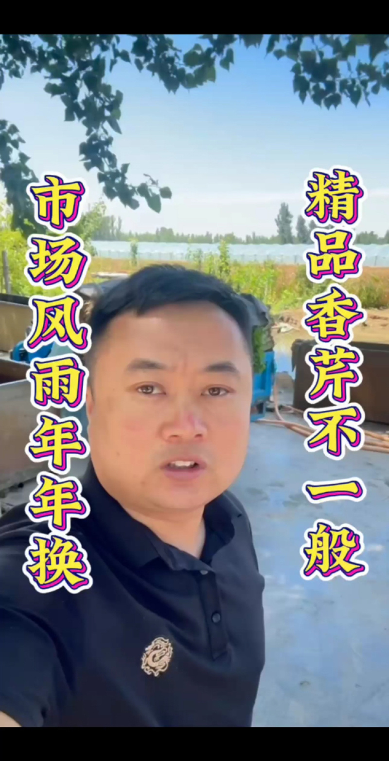 山东聊城产地精品香芹一手货源芹菜对接电商市场商超
