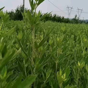 【推荐】端午鲜艾草供应/产地直发/视频看货/欢迎电询