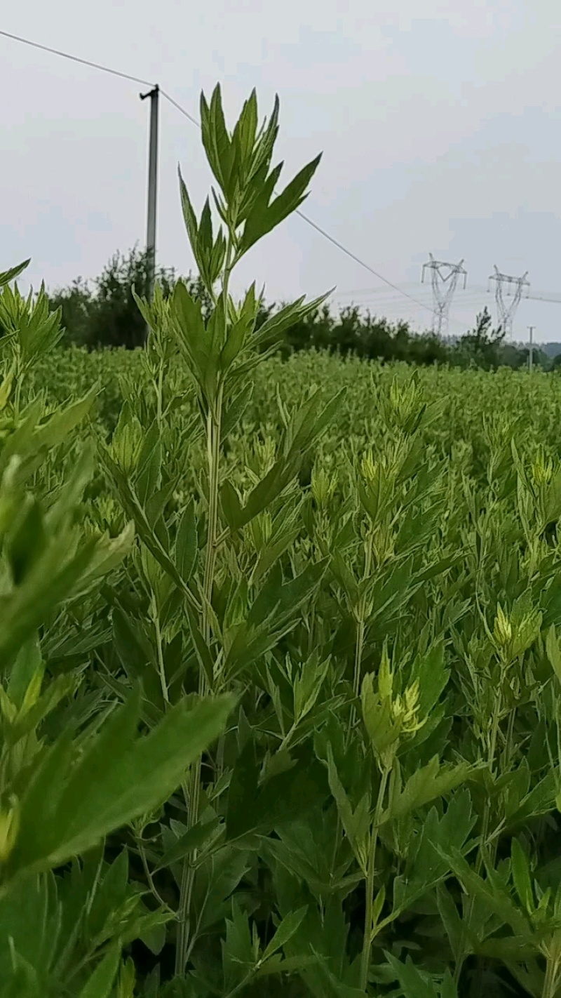 【推荐】端午鲜艾草供应/产地直发/视频看货/欢迎电询