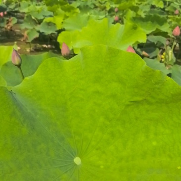 新鲜荷花带杆花苞鲜切花观赏莲蓬家用花卉供佛莲重瓣荷花