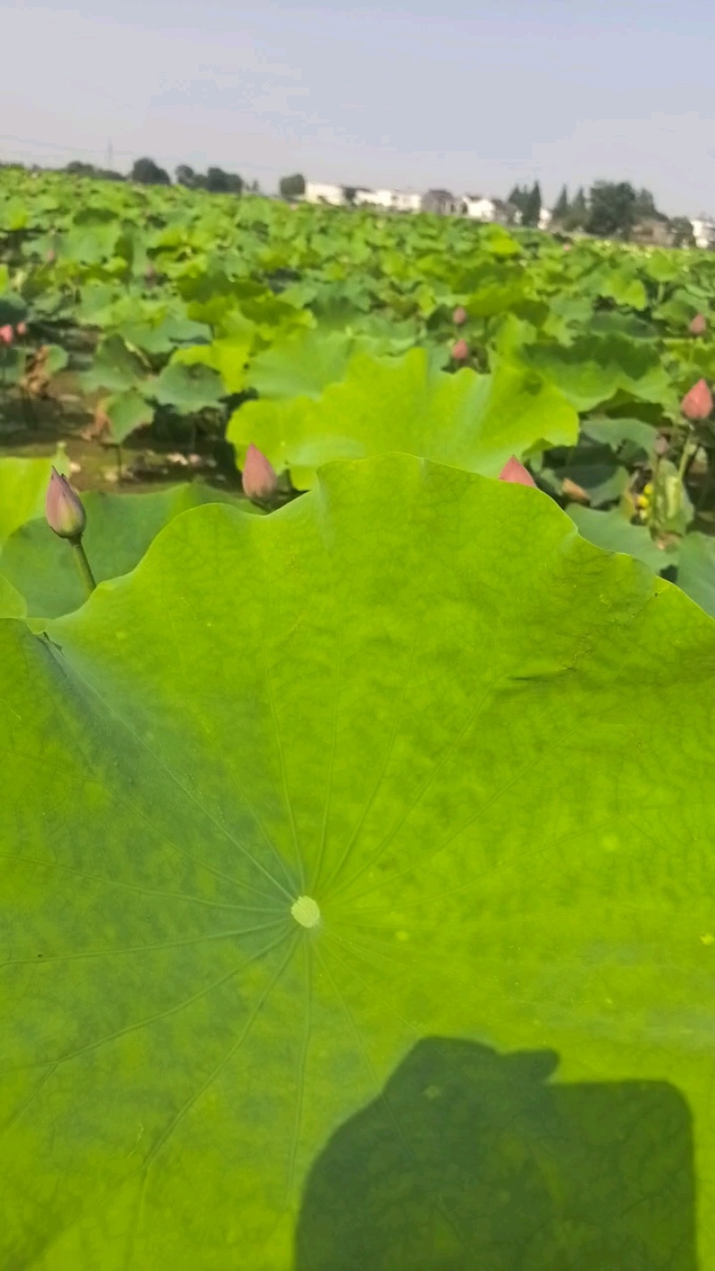 新鲜荷花带杆花苞鲜切花观赏莲蓬家用花卉供佛莲重瓣荷花