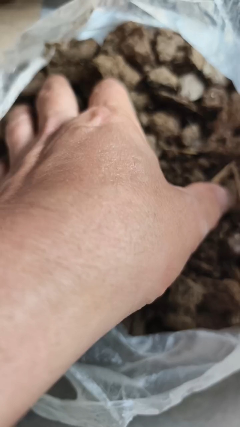 大型牛粪晾晒场，大量装车中。