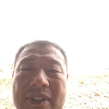 生态散养黑土猪