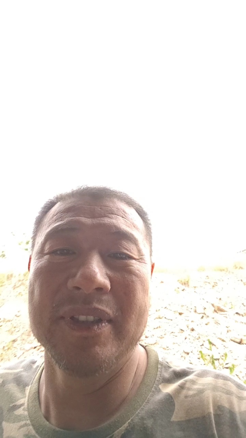 生态散养黑土猪