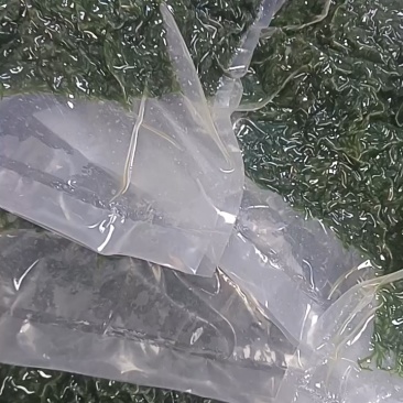 【推荐】福建精品龙须菜供应市场商超电商品质保证量大从优