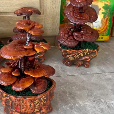 灵芝盆景不用浇水施肥不用换土你只管欣赏就好，脏了擦一擦