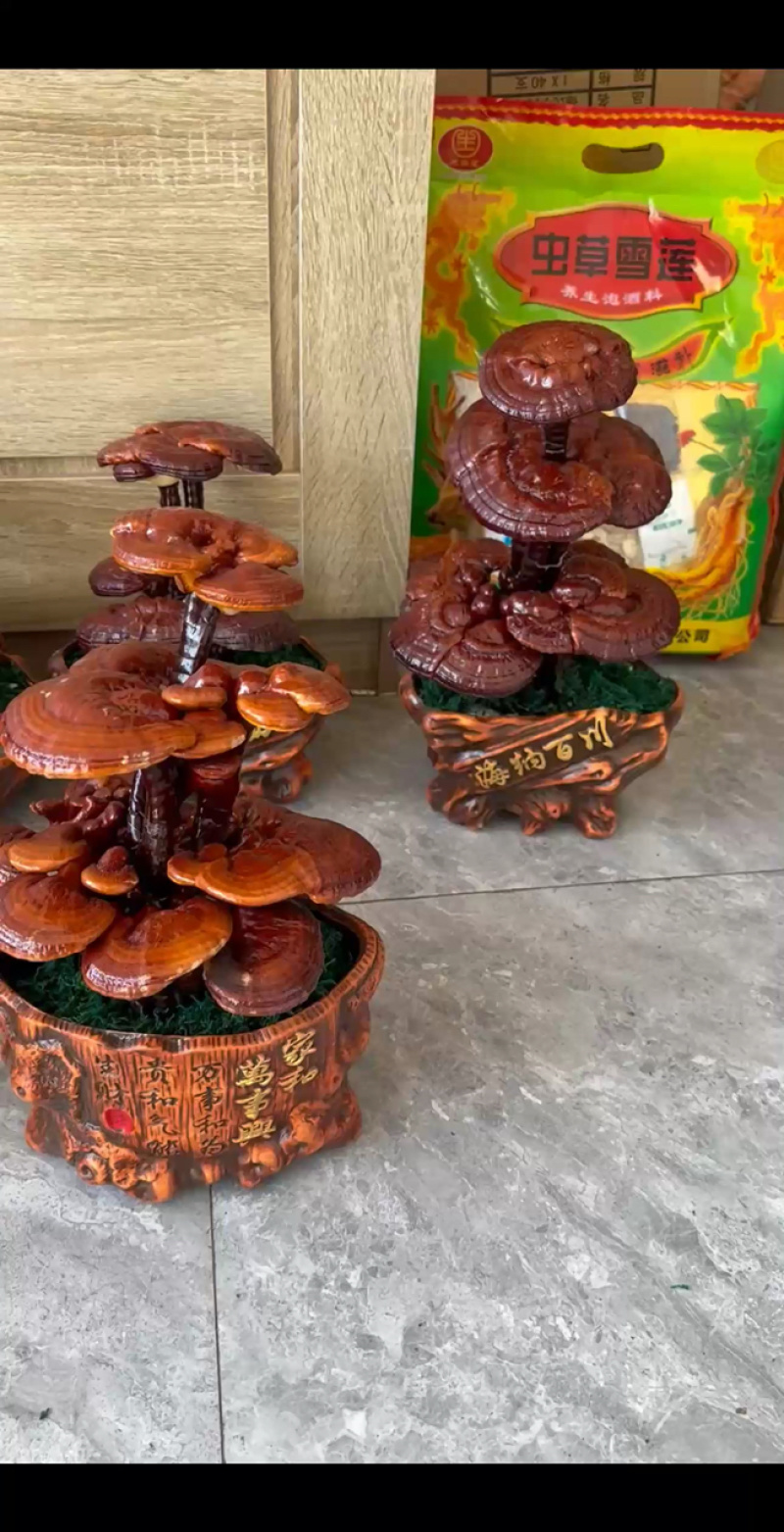 灵芝盆景不用浇水施肥不用换土你只管欣赏就好，脏了擦一擦