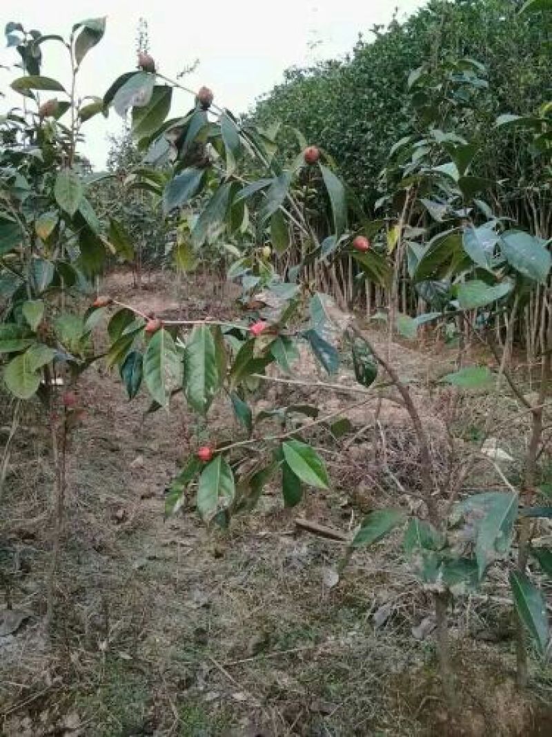 油茶苗70~100cm