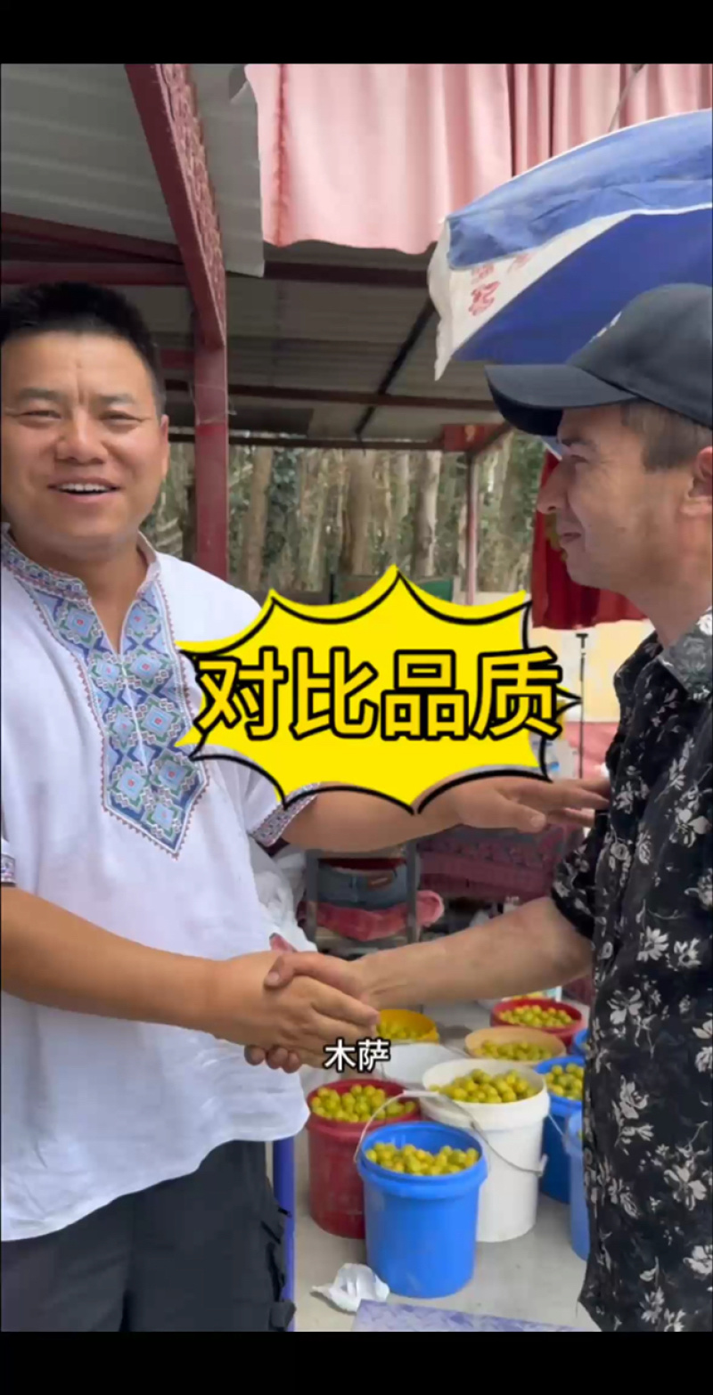 新疆小白杏轮台小白杏现摘现发批发落地配一件代发空运包邮