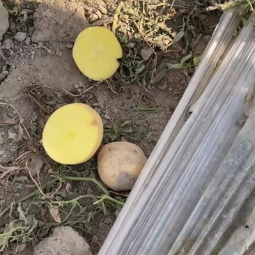 【推荐】通许实验1号土豆土豆代办供应市场商超电商一手货源