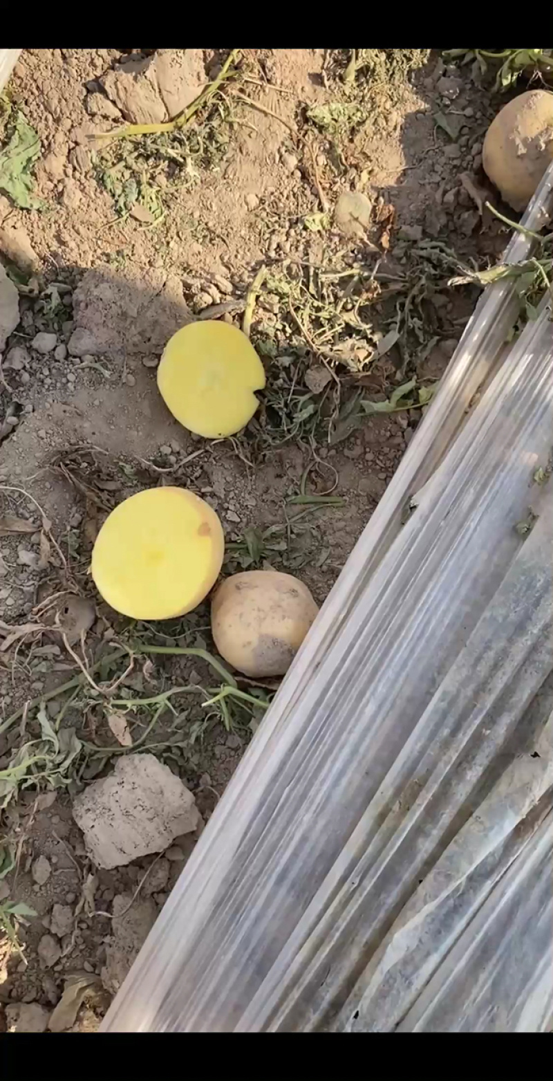 【推荐】通许实验1号土豆土豆代办供应市场商超电商一手货源