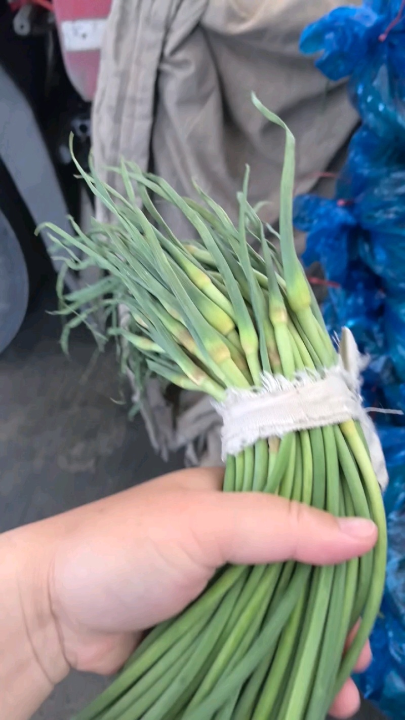 蒜苔大量供应代收代存代发各地市场产地批发质量保证