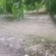 春雪毛桃大量有货，有需要的客商通过一亩田和我联系，好货不