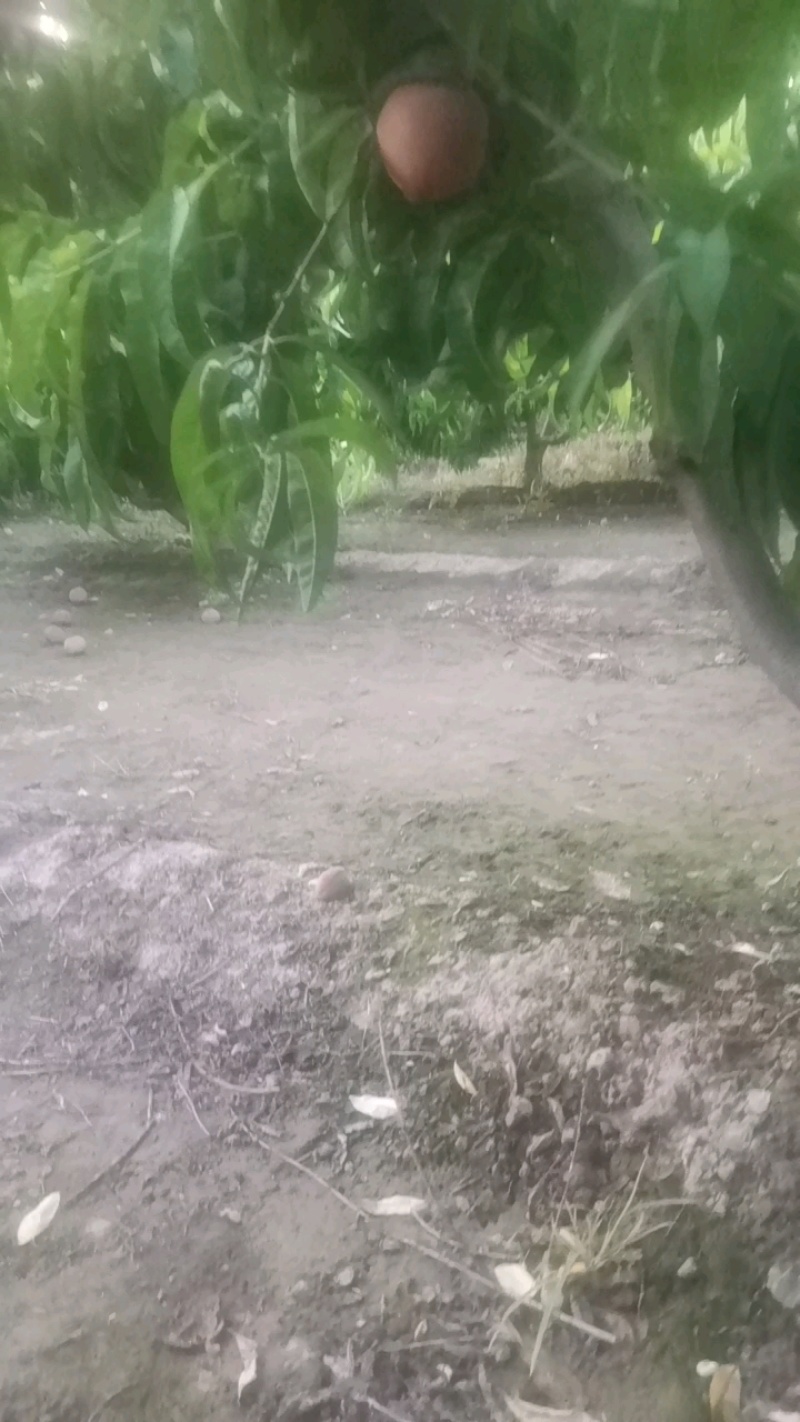 春雪毛桃大量有货，有需要的客商通过一亩田和我联系，好货不