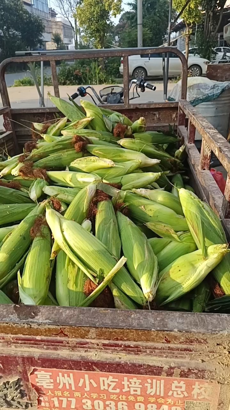 白糯玉米大的白糯500克左右，小的320克左右，轻微有虫