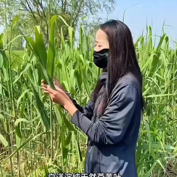 白洋淀野生芦苇叶