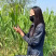 白洋淀野生芦苇叶