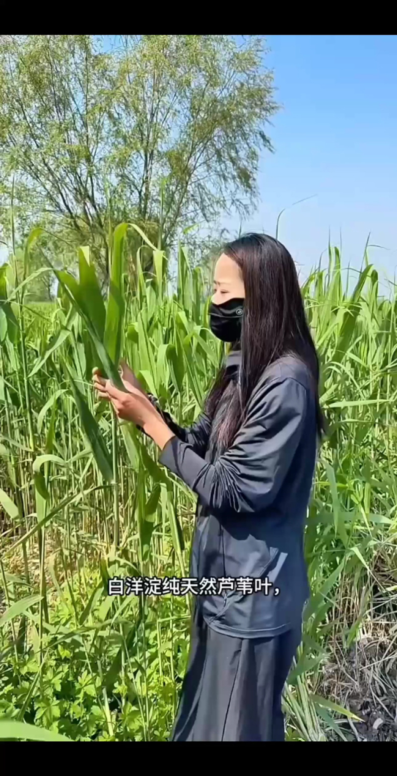 白洋淀野生芦苇叶