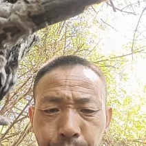 太行山野生五灵脂