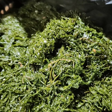 霞浦嫩鞭炮笋新鲜头茬盐渍长寿菜马尾藻海草商用火锅凉拌羹汤食材