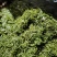 霞浦嫩鞭炮笋新鲜头茬盐渍长寿菜马尾藻海草商用火锅凉拌羹汤食材