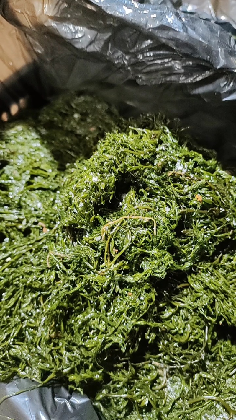 霞浦嫩鞭炮笋新鲜头茬盐渍长寿菜马尾藻海草商用火锅凉拌羹汤食材