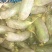青萝卜1~1.5斤起