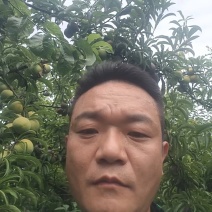 半边红李子大量上市了，欢迎各位老板来发财
