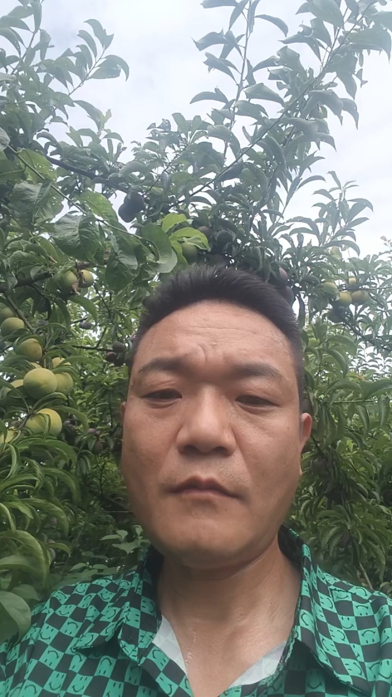 半边红李子大量上市了，欢迎各位老板来发财