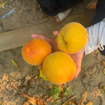 毛桃，蟠桃，黄桃，优品质量，保质保量全国发货