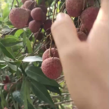 中国黑叶荔之乡，钦州正味甜，产地直销品质保证