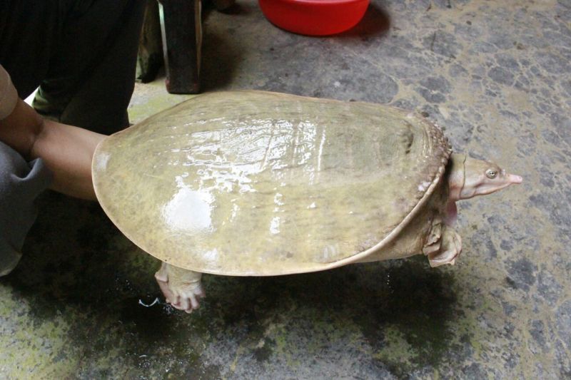 山瑞鳖5斤以上