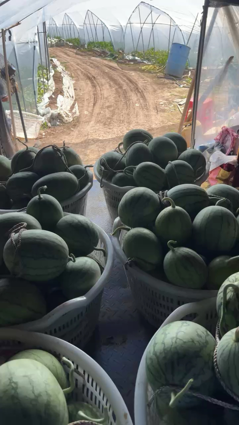 精品嘉秀小西瓜