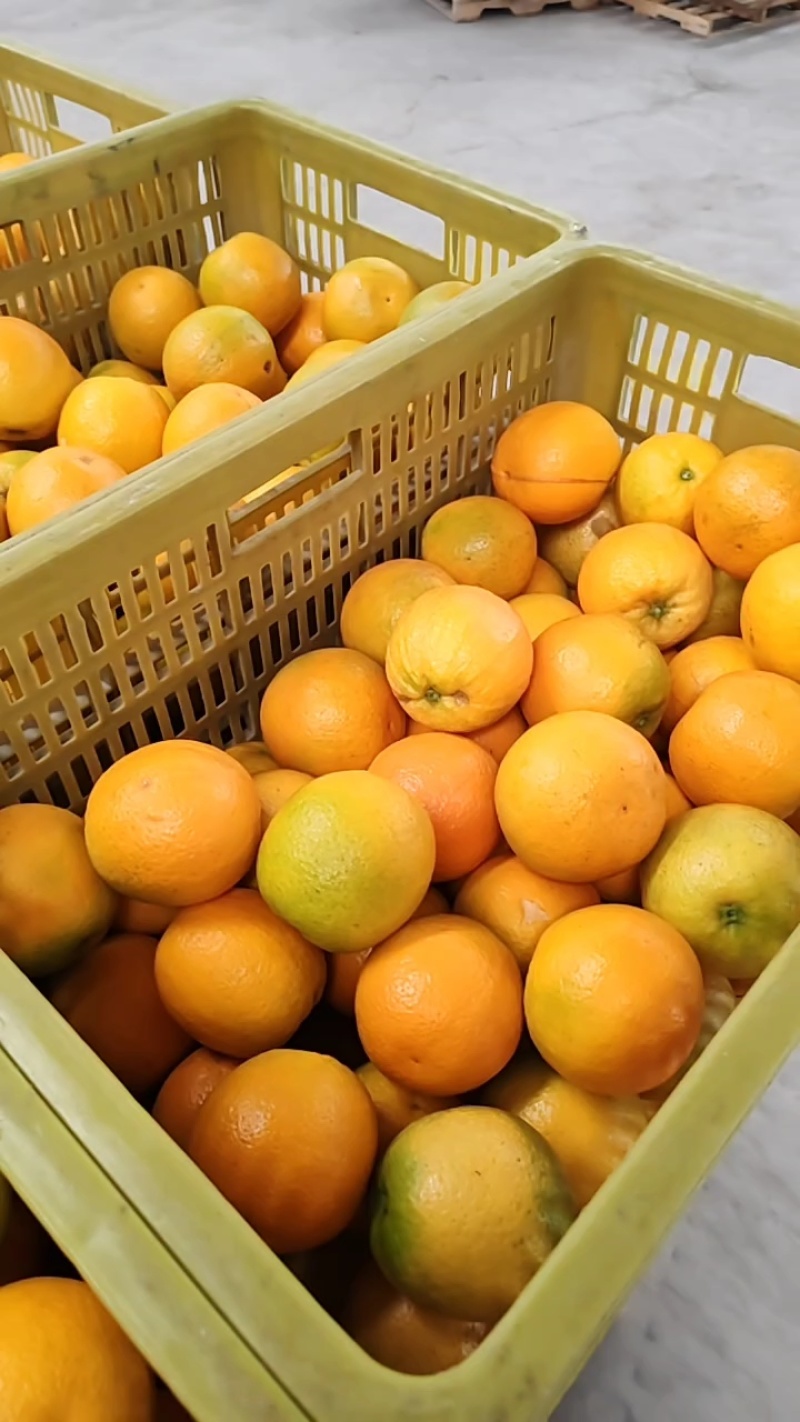 【精品夏橙】，一级果电商货大量供应口感酸甜，皮薄多汁，
