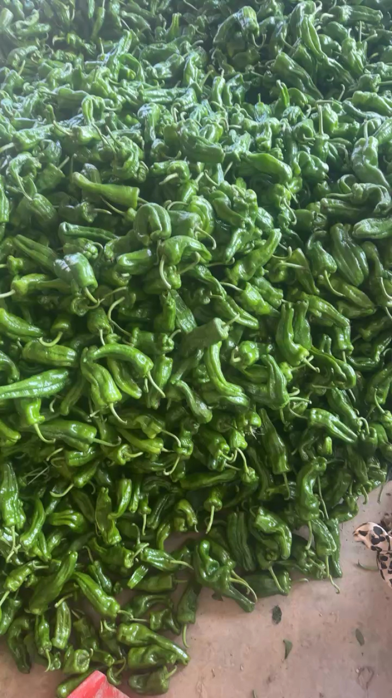 精皮辣椒质量优美欢迎广大客户咨询订购！