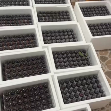 苏州东山乌紫杨梅火热🔥销售中