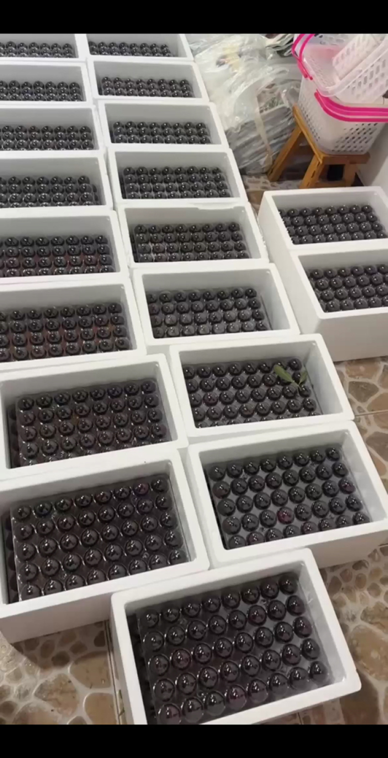 苏州东山乌紫杨梅火热🔥销售中