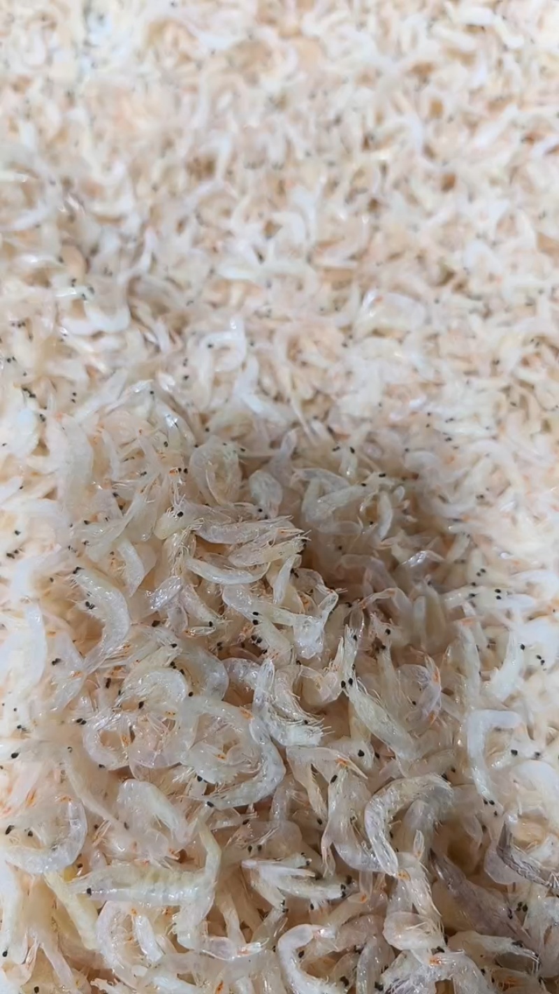 新鲜无盐好虾皮无盐淡干虾皮宝宝虾皮看货品尝装