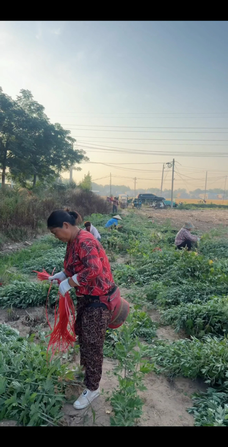 端午节艾草一手货源鲜货直发全国发货量大价优