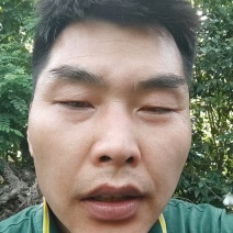 专业代办，代收代存陕西周至徐香猕猴桃，产地直发，诚信合作