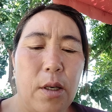山东126油桃产地！火热销售中！现摘现发，全国发货