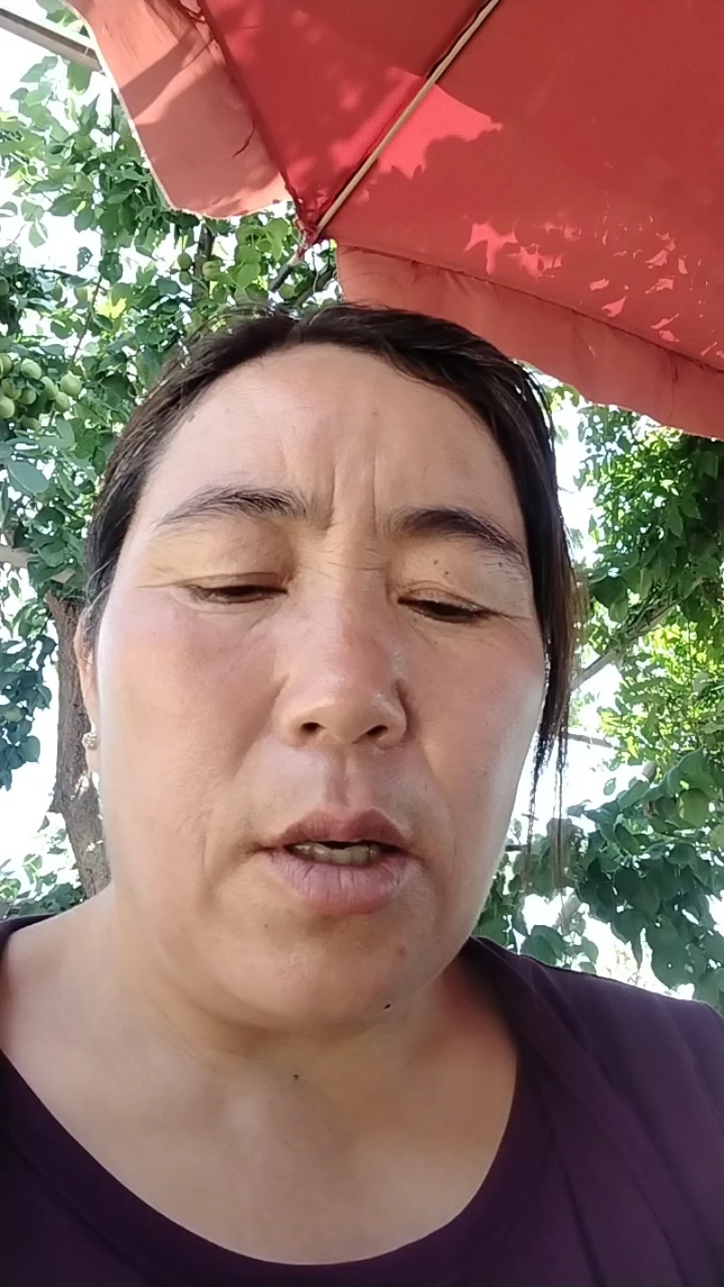 山东126油桃产地！火热销售中！现摘现发，全国发货