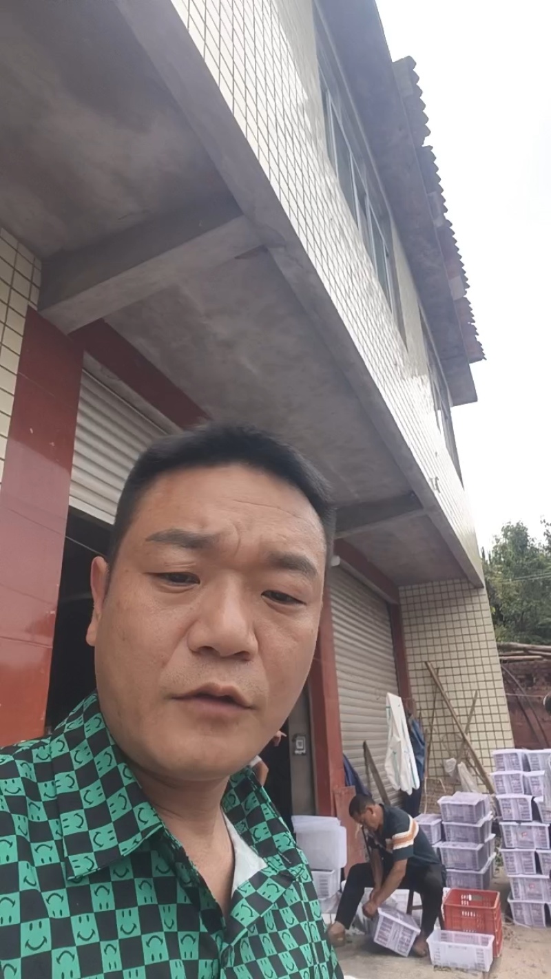 五月脆李子大量供应，产地直发，一手货源，支持一件代发